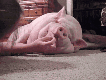 叫猪起床的动态图片图片