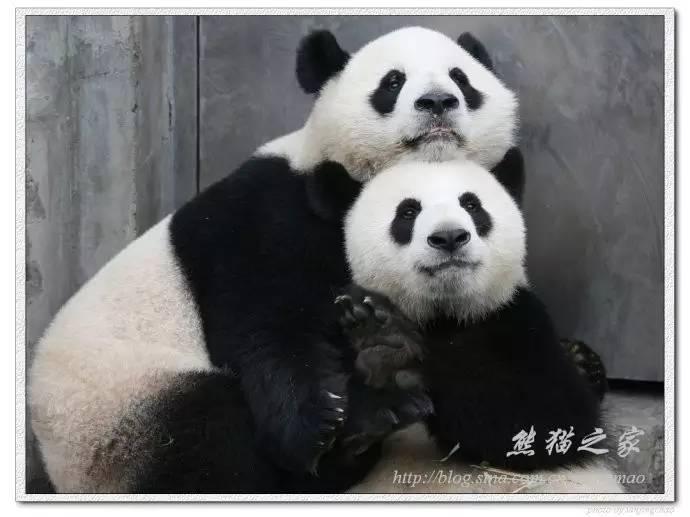 大熊猫成大的妈妈图片