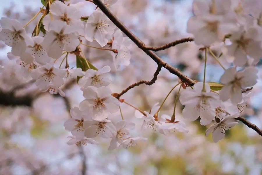 一个人看樱花落下