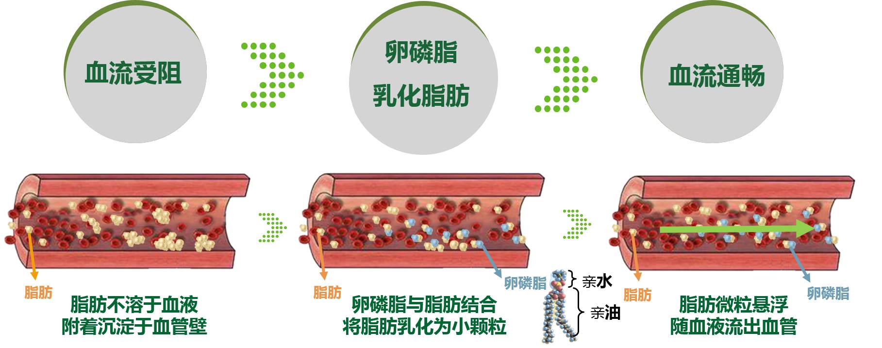 深海鱼油和卵磷脂可以一起服用吗_卵磷脂和深海鱼油吃多长时间停_吃卵磷脂和深海鱼油有副作用吗