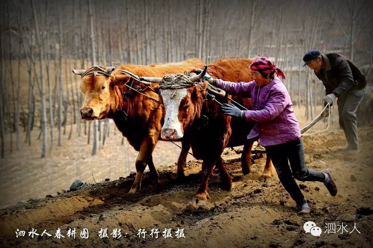 即将消失的泗水牛耕今年你遇到拍到了吗咱泗水现在都哪儿还有牛耕呢