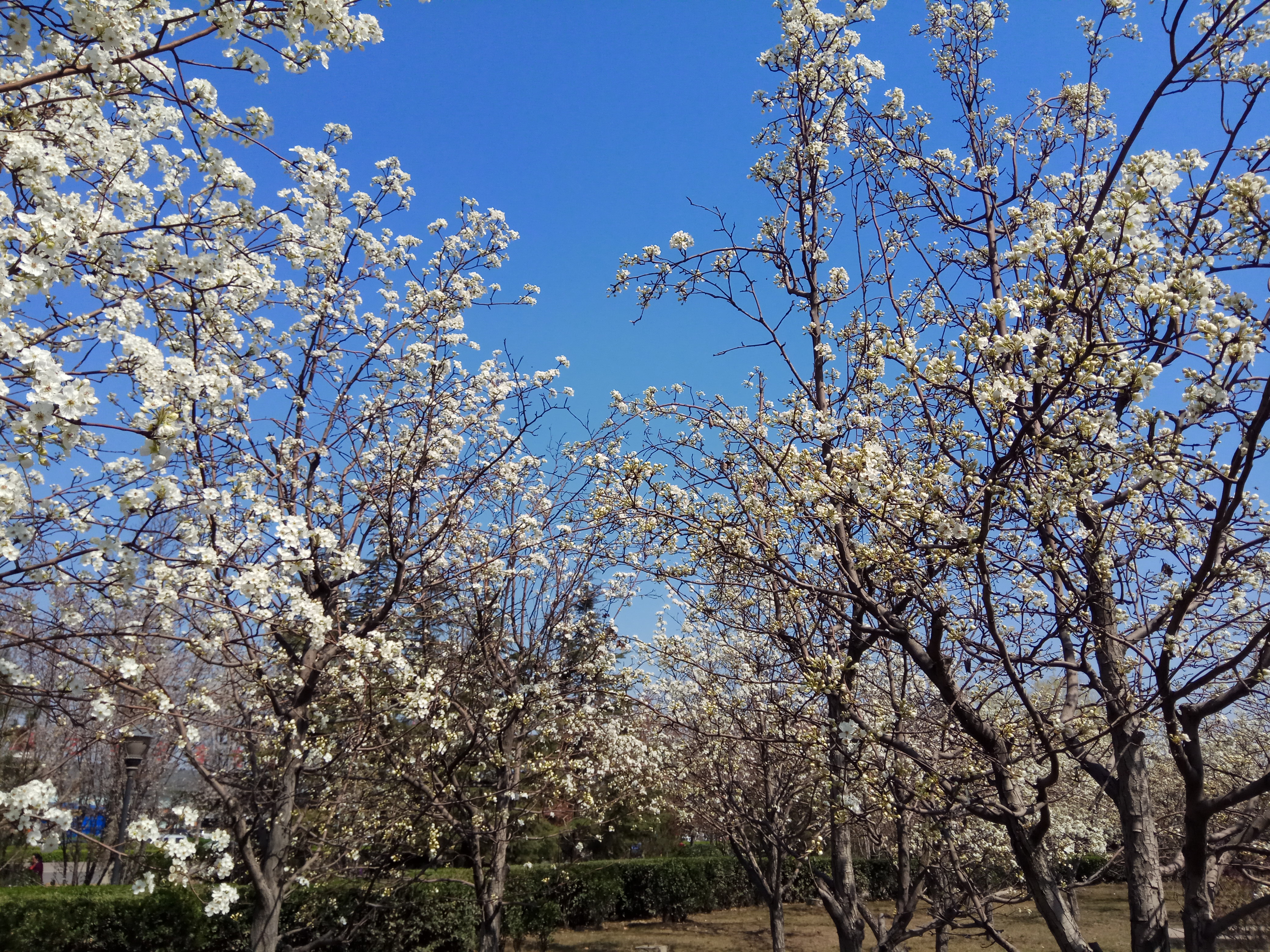 山西臨汾:金梨園廣場那一道風景