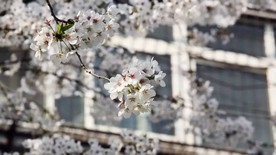 春天里的北师大,姹紫嫣红等你来