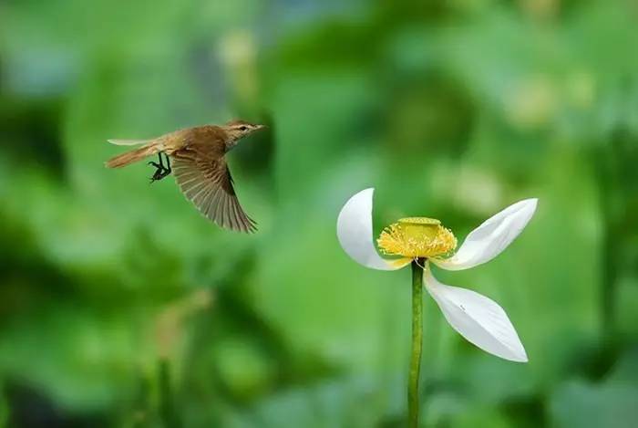 繁花似錦,極盡絢爛. 花落草齊生,鶯飛蝶雙戲.