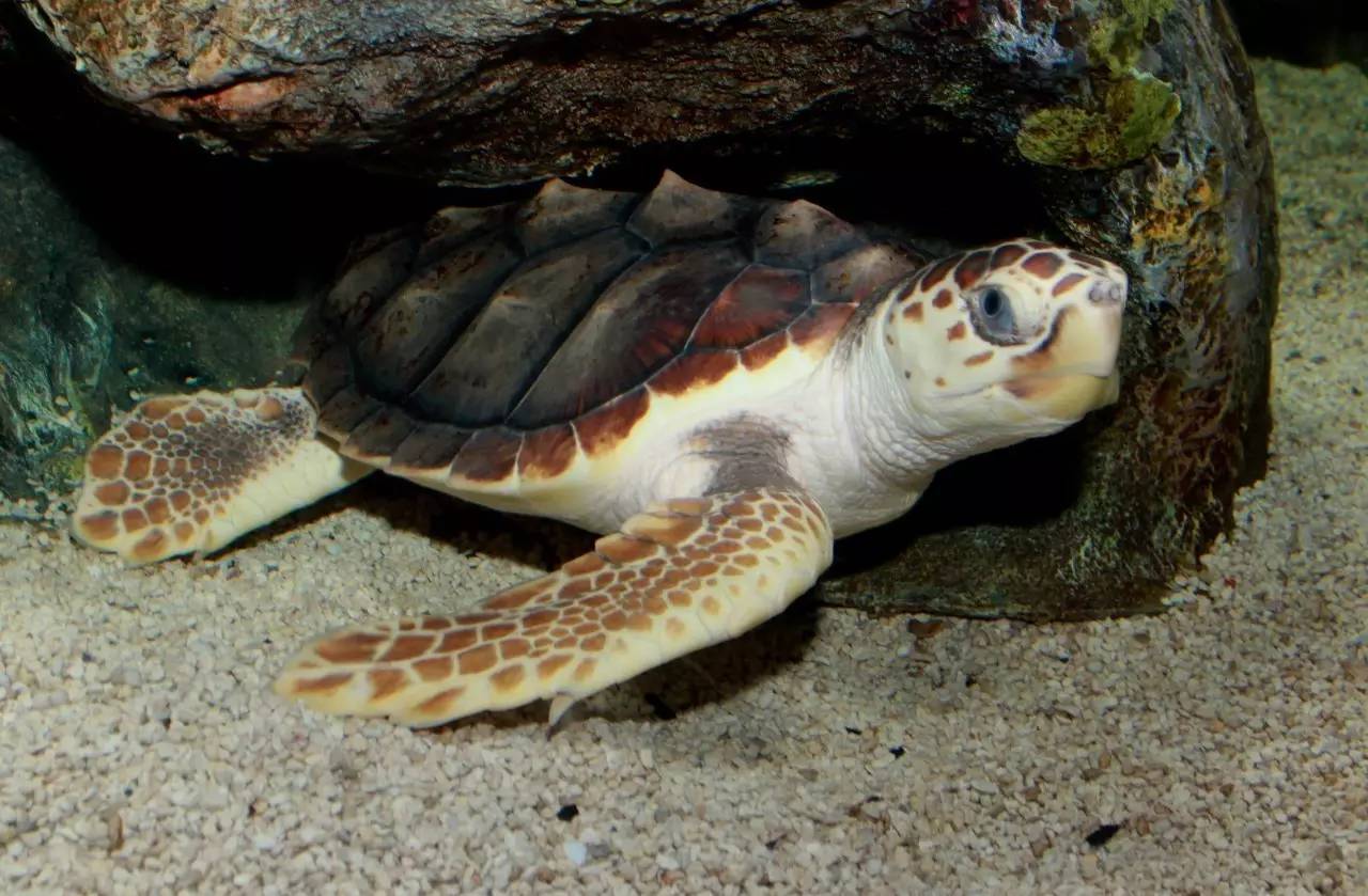 附录一蠵龟不是红色的海龟就叫红海龟真正的红海龟好像神话里出来的一