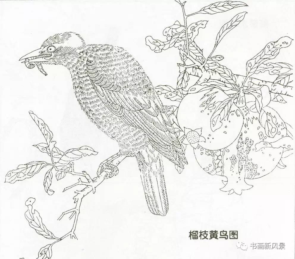 宋代花鸟经典白描画稿极品收藏