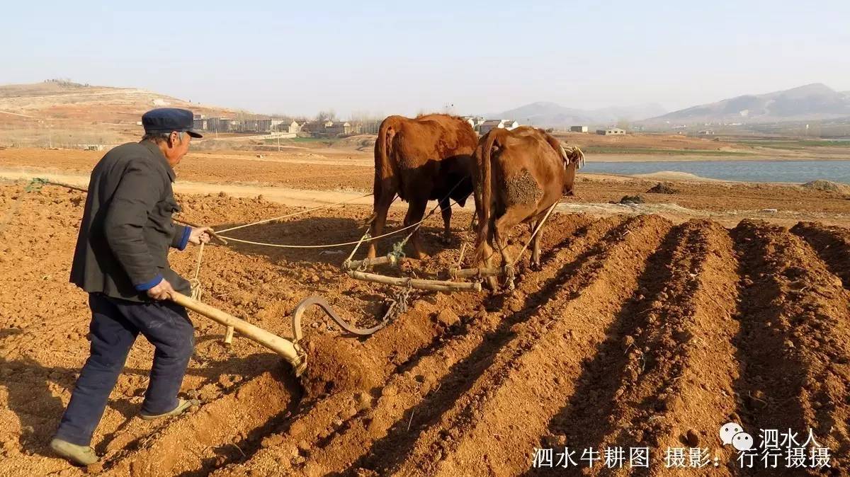 即将消失的泗水牛耕今年你遇到拍到了吗咱泗水现在都哪儿还有牛耕呢