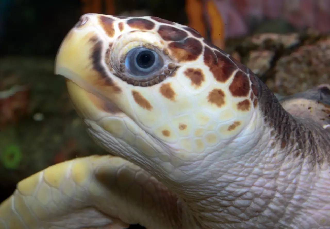 【附录一·蠵龟】不是红色的海龟就叫红海龟···真正的红海龟好像