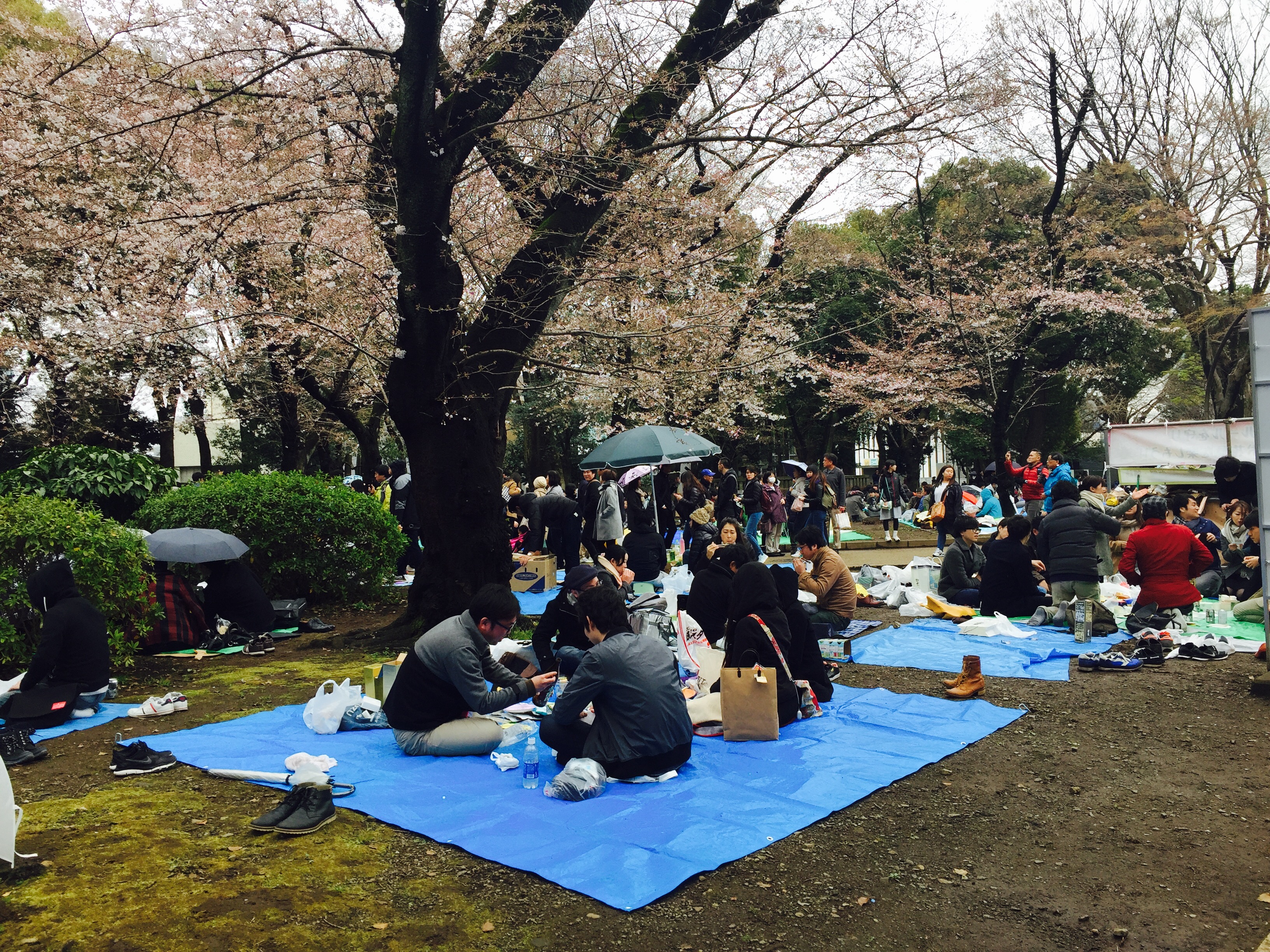 下雨也无法阻挡日本人看樱花的热情