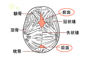 在新生兒頭頂部位,有一塊很軟的部位.