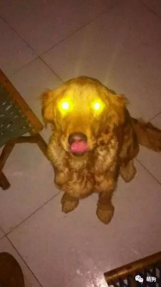 激光狗眼表情包图片