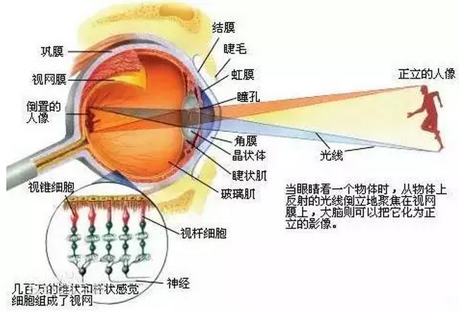 玻璃体的作用图片