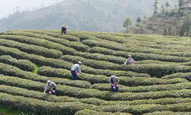 温州有采摘茶叶的旅游基地（温州有采摘茶叶的旅游基地吗） 温州有采摘茶叶的旅游基地（温州有采摘茶叶的旅游基地吗）《温州哪里有采茶的地方》 茶叶资讯