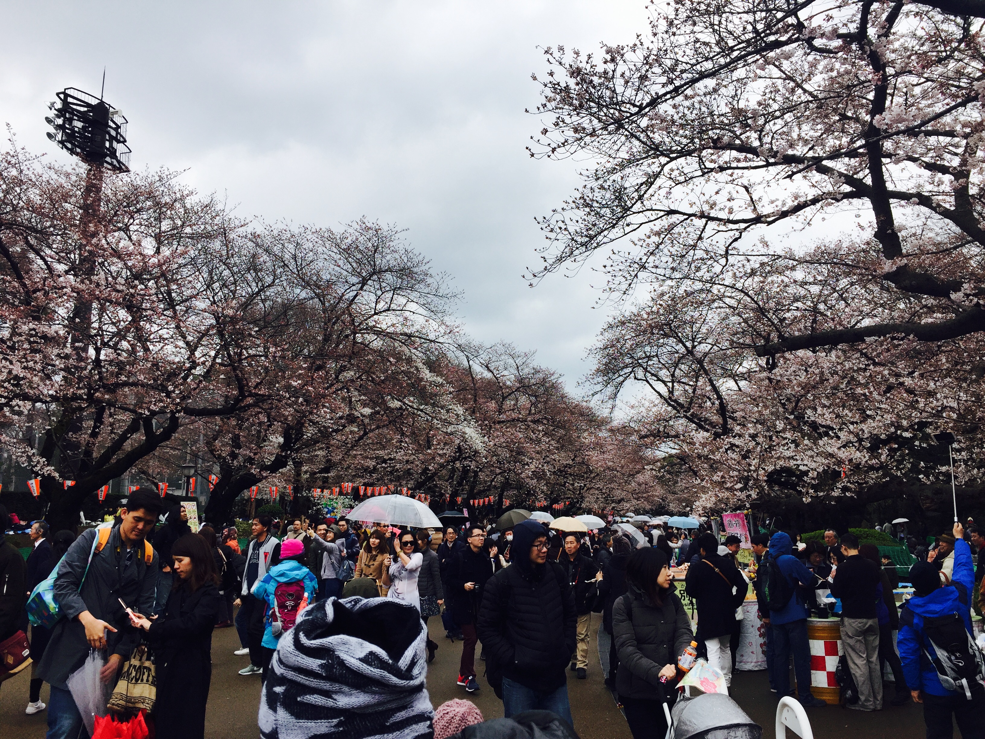 赏樱季节到了不管天气如何寒冷还是下着小雨都无法阻挡日本人的赏樱