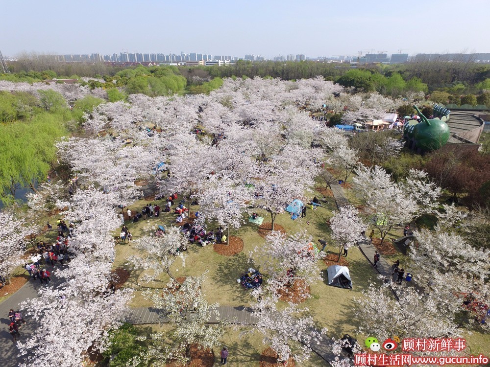 182万航拍视频感受顾村公园樱花节超大客流