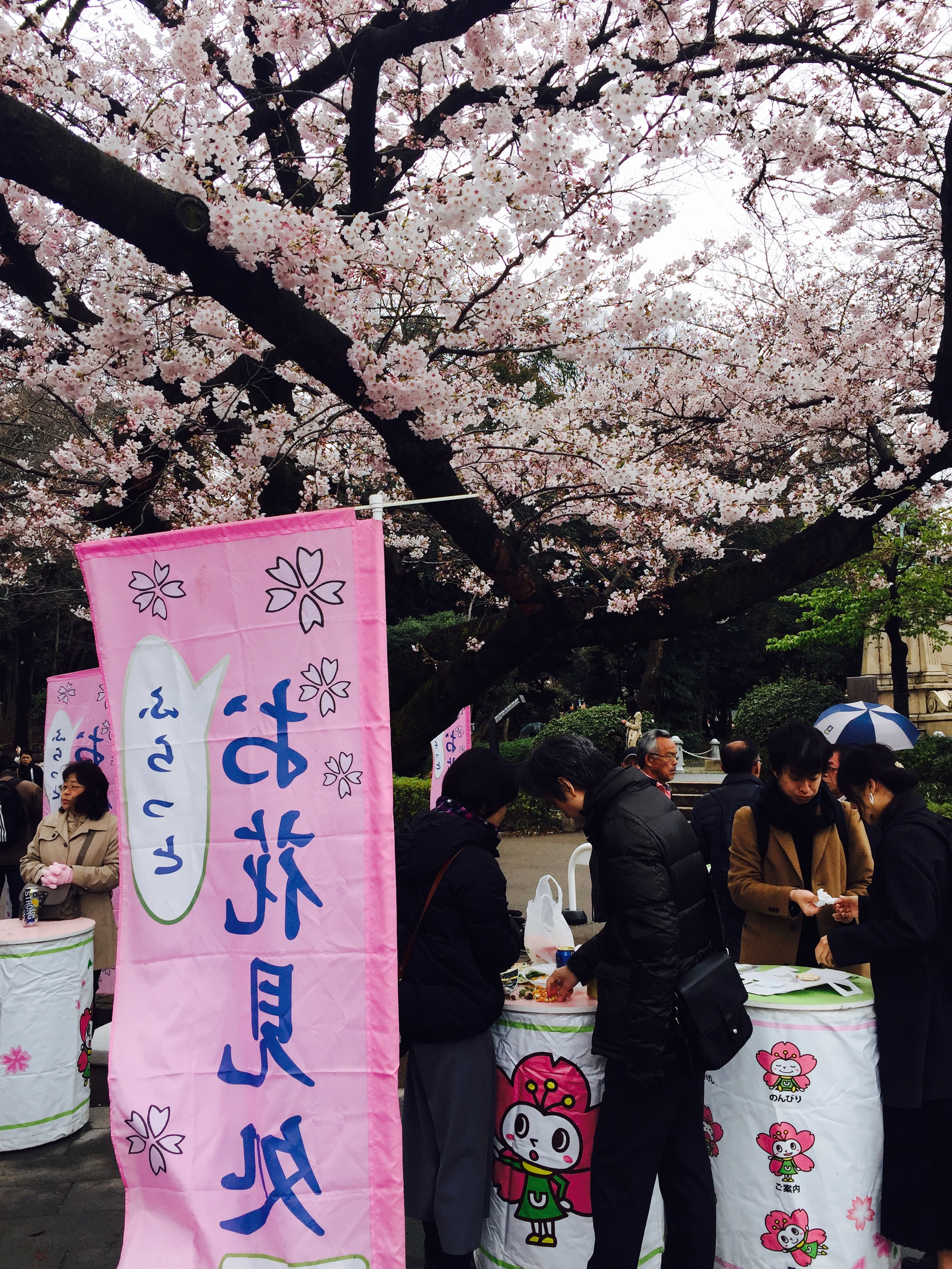 下雨也无法阻挡日本人看樱花的热情