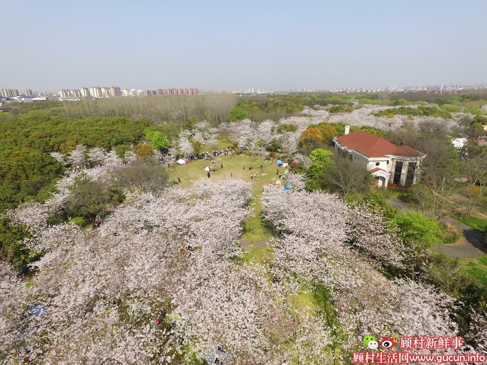 182万航拍视频感受顾村公园樱花节超大客流