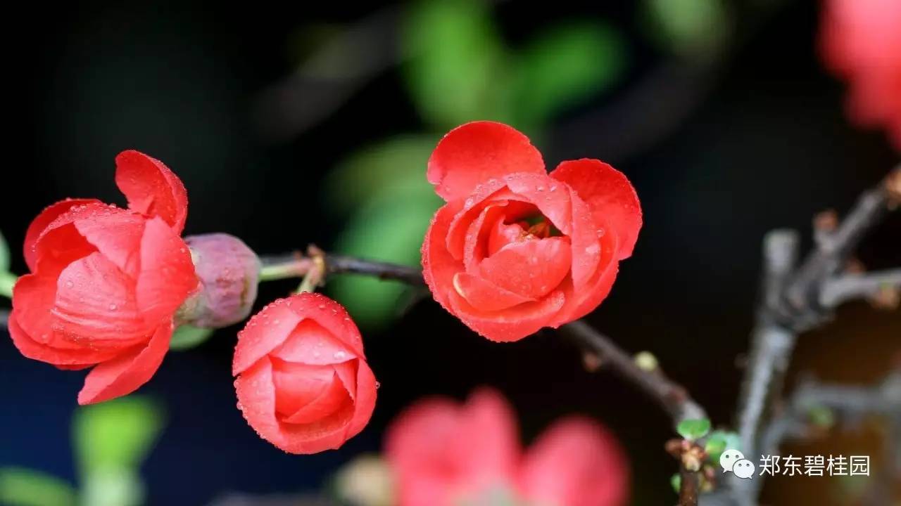 绿肥红瘦海棠依旧