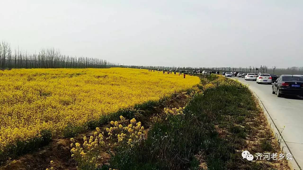 油菜花开了齐河最美油菜花海在这里黄河水乡湿地公园