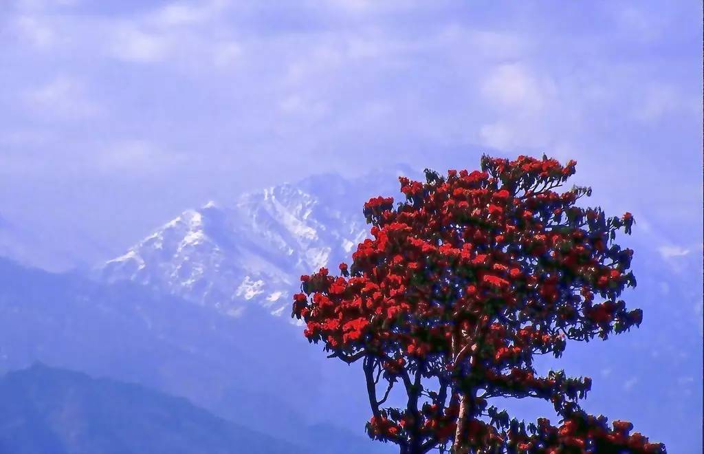 尼泊尔国徽是由红色杜鹃花组成当地人喜欢集体出动,将它们采摘回家