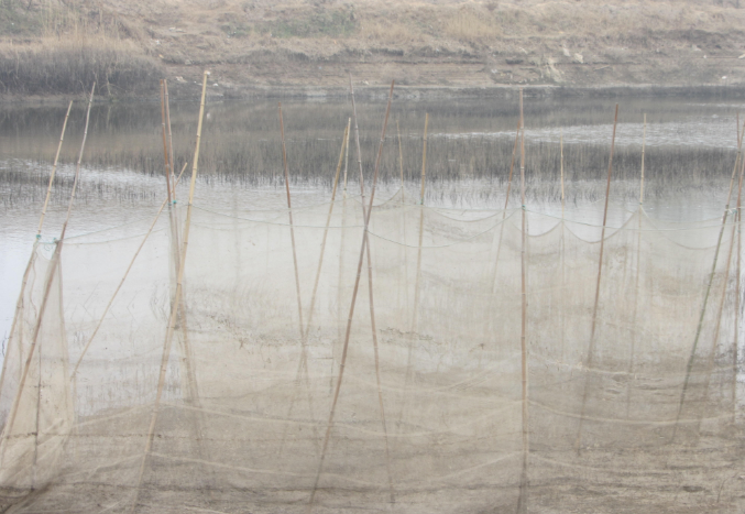 如图所示,这在农村俗称竹排,其实就是捕鱼的迷魂阵,只要鱼儿游入