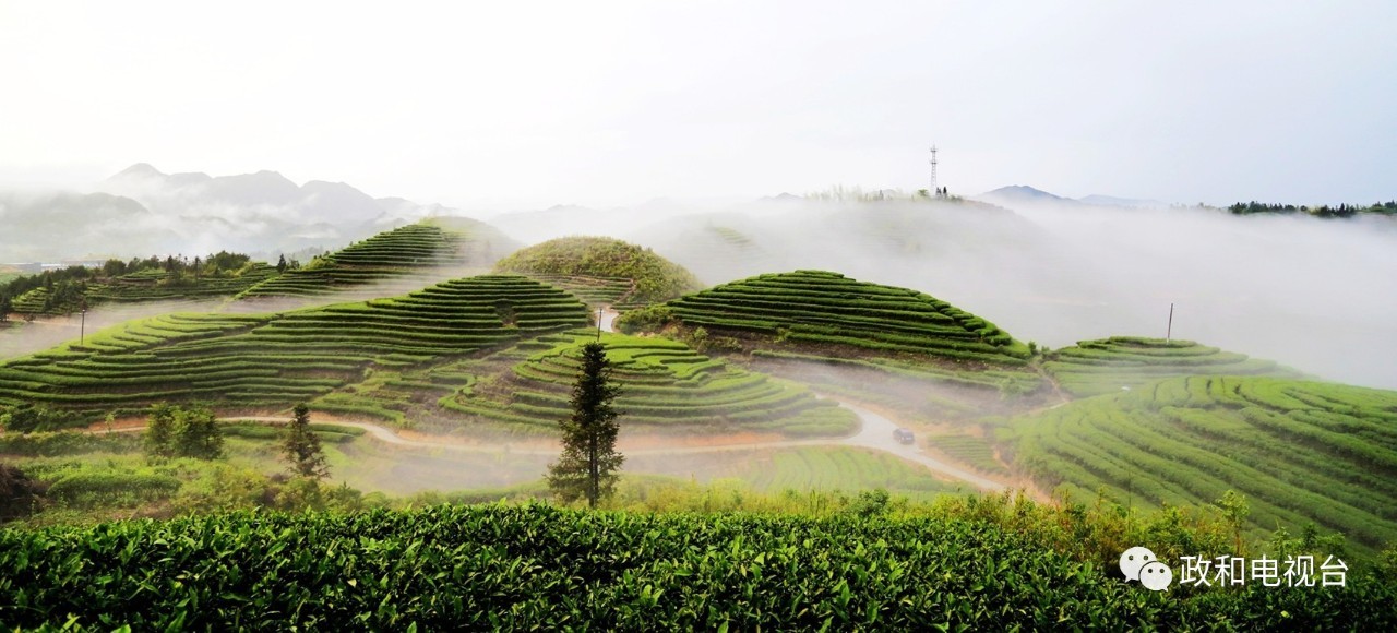 春茶初上,赏政和美景,品政和好茶,一起来玩诗词飞花令