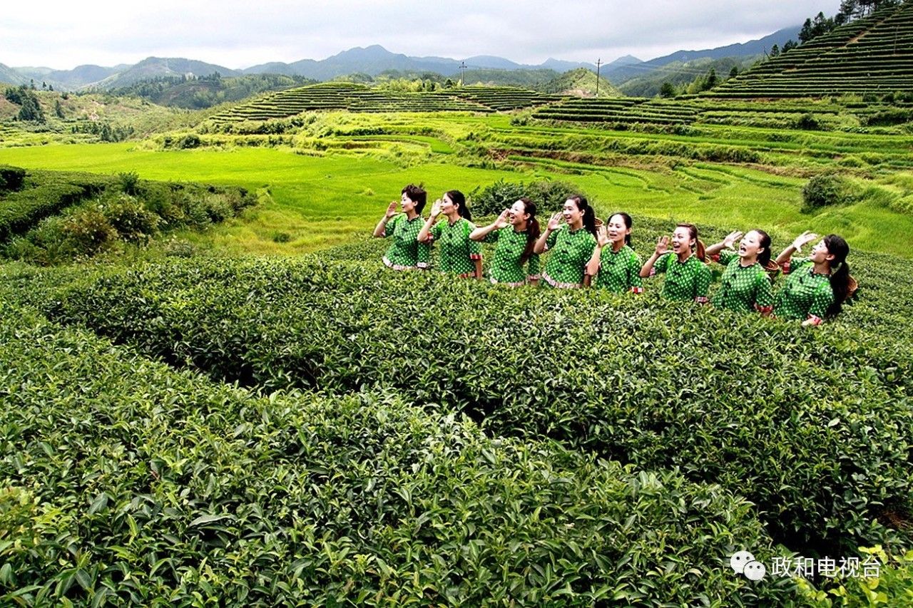 春茶初上,赏政和美景,品政和好茶,一起来玩诗词飞花令