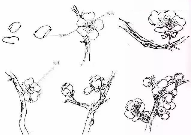 梅花的结构
