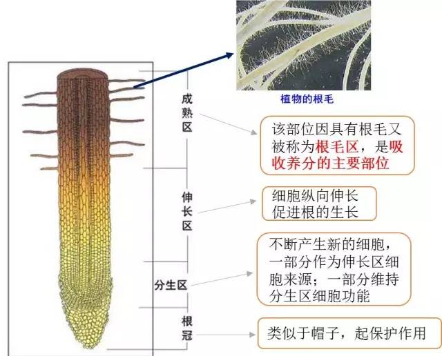 毛茛根结构图图片