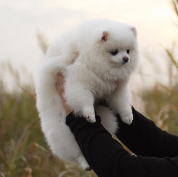 冬季最温暖的小雪球博美犬!