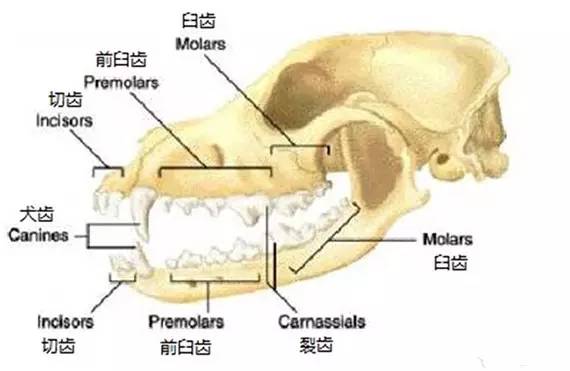 【铲屎官注意】老年犬的牙科疾病早发现!