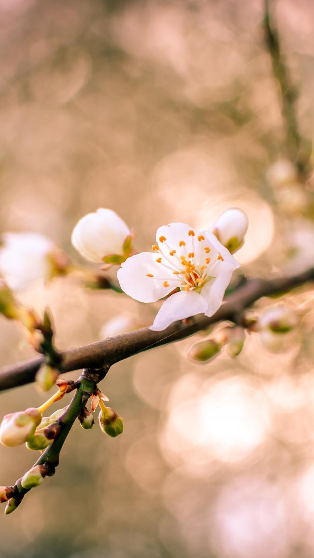 代表希望的花图片图片