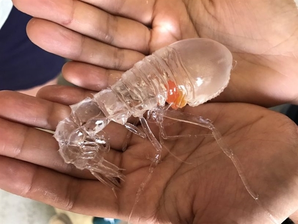 大体透明虾是什么品种,惊人!日本网友疯传深海捕到异形怪虾：全