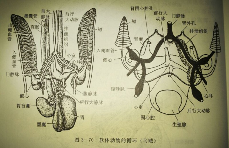 科莫多巨蜥消化系统图片