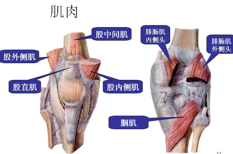 痉挛型脑瘫患儿股四头肌肌张力增高造成膝过伸训练