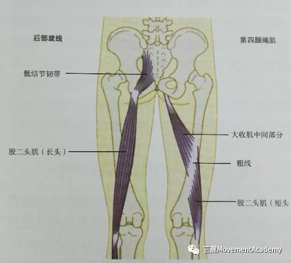 动作学院分享 停止拉伸腘绳肌