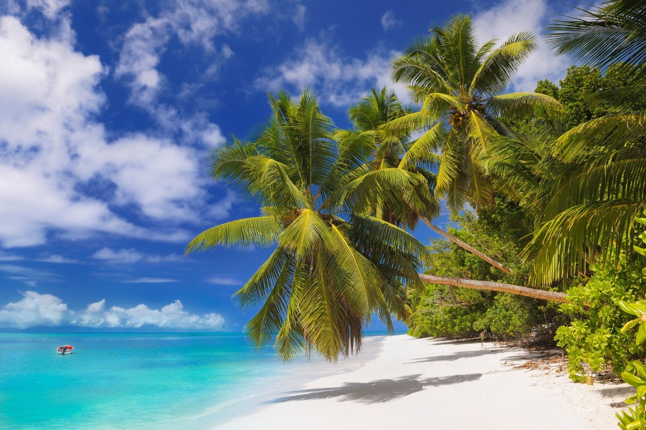 欢乐海岸椰林沙滩图片
