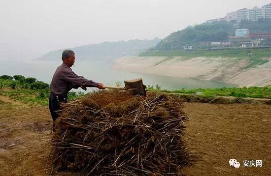 烧灰,也叫烧火粪,就是经过火烧出来的肥料.