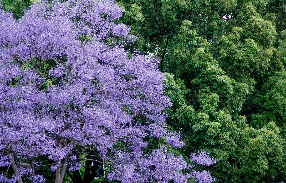 蓝花楹图片大全(蓝花楹图片大全大图欣赏)