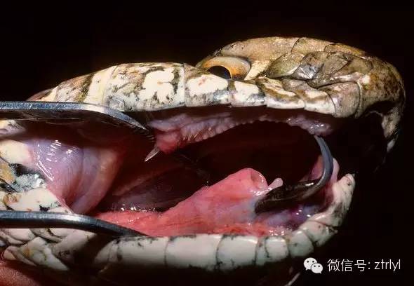 蛇有几颗牙齿图片