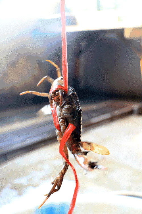 蚂蚱吐血图片