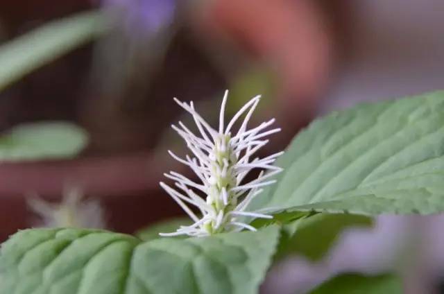 植物的故事丝穗金粟兰