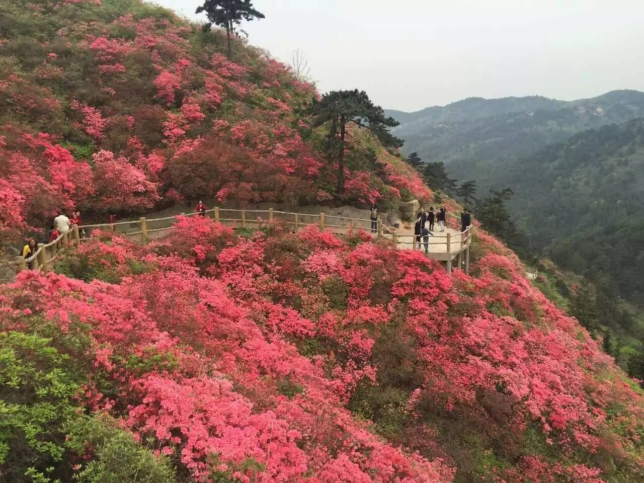 免费送每周二别错过云雾山景区大门票