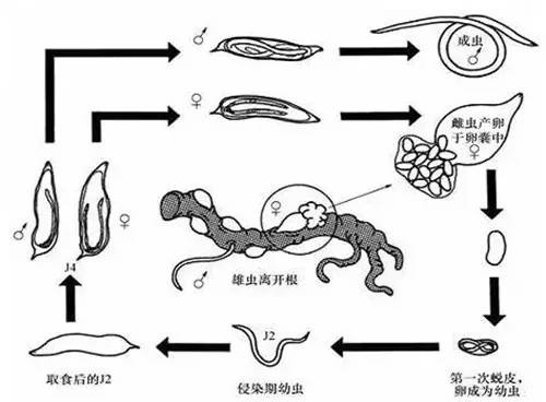 蛲虫生活史循环图图片