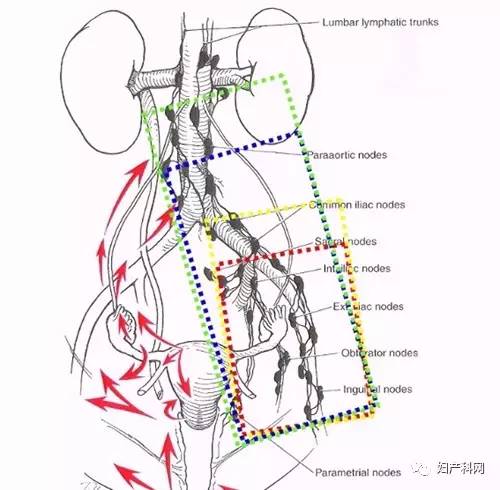 骨盆淋巴结位置图图片