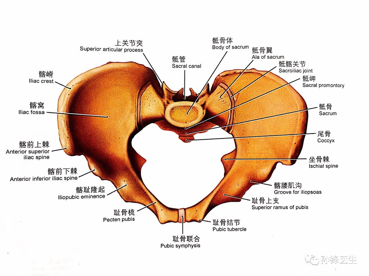 男性骨盆结构图解图片