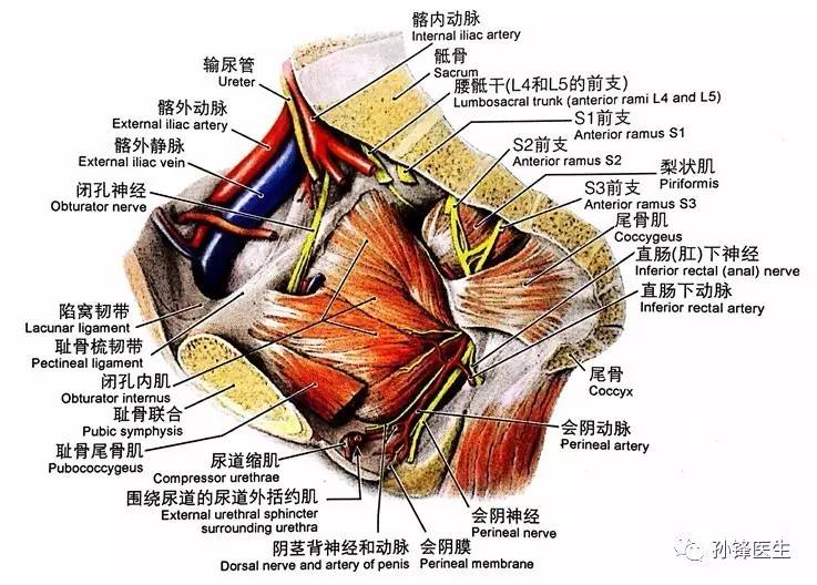 闭孔解剖结构图详解图片