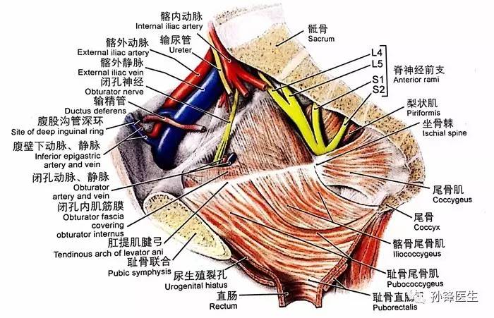梨状肌横断面解剖图片