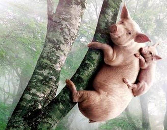 猪上树照片搞笑图片图片