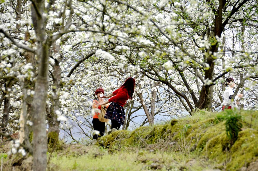 灌阳米竹山梨花图片